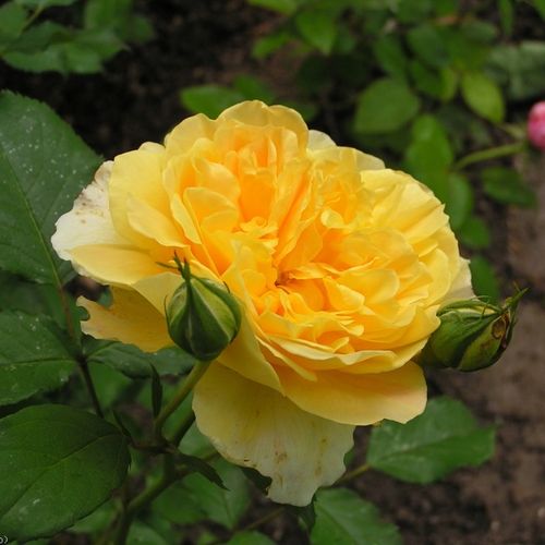 Rosa Molineux - galben - Trandafir copac cu trunchi înalt - cu flori tip trandafiri englezești - coroană tufiș